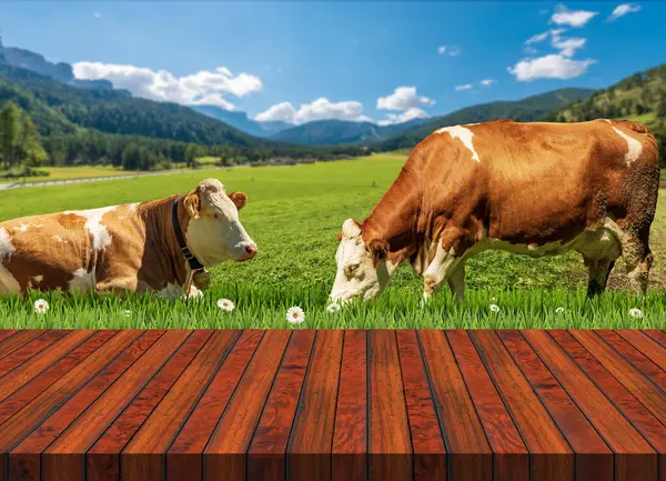 Close-up of an empty wooden table and two brown and white dairy cows on a mountain green pasture with daisy flowers, against a blue sky with clouds. European Alps. Template for dairy products.