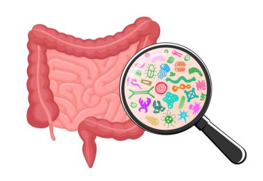 Intestines microscopic bacterias magnification. Human intestine microbiome concept. Gut microflora by magnifying glass. Bowel probiotic microbiota. Digestive internal organ microbiology flora. Vector clipart