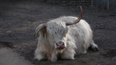 Bir İskoç ineği yerde yatar ve çim çiğner. Otlayan sığırlar. Çiftçilik. Kırsal