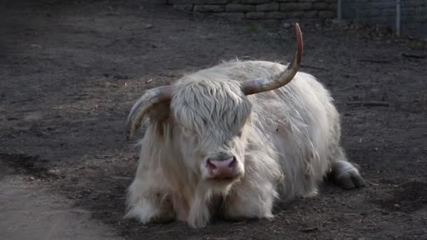 Шотландская Горная Корова Лежит Земле Жует Траву Пасутся Скоты Фермерство — стоковое видео