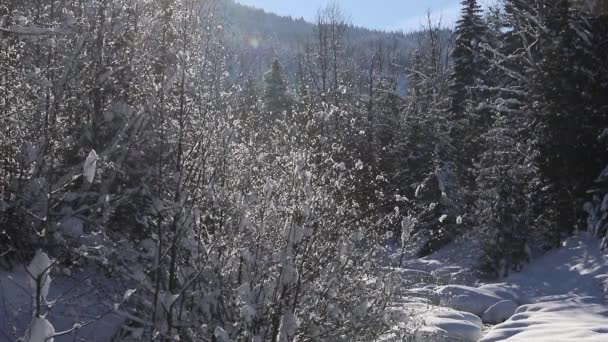 Kışın Karla Kaplı Orman Ağaçların Dalları Arasından Güneş Parlıyor Yolun — Stok video