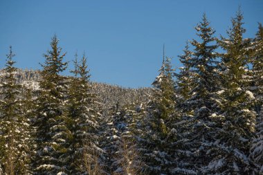 Ormanda kış günbatımı - panoramik manzara. Muhteşem bir kış. Karla kaplı ağaçlar, güneş ışınları ve mavi gökyüzü. Kanada 'da manzara doğası