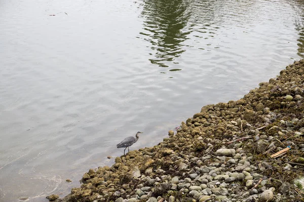 Grey heron in the water, fishing with water drops in stone background,