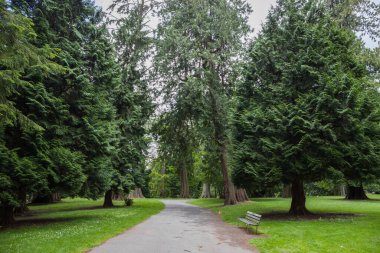 Path in the forest without people. Active recreation in nature. Bicycle path. Beautiful forest in summer. Hiking trail
