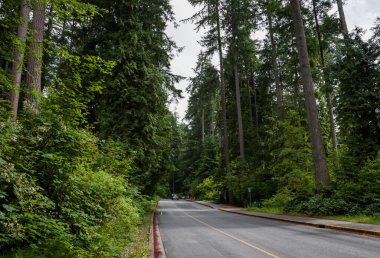 Path in the forest without people. Active recreation in nature. Bicycle path. Beautiful forest in summer. Hiking trail