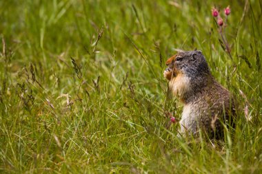 Kolombiya yer sincabı böğürtlen yer. Bir kemirgen Rocky Dağları 'nın çimlerinde otluyor. Vahşi Yaşam Banff, Alberta. Kanada