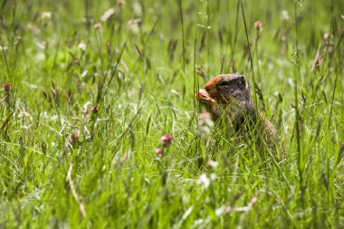 Kolombiya yer sincabı böğürtlen yer. Bir kemirgen Rocky Dağları 'nın çimlerinde otluyor. Vahşi Yaşam Banff, Alberta. Kanada