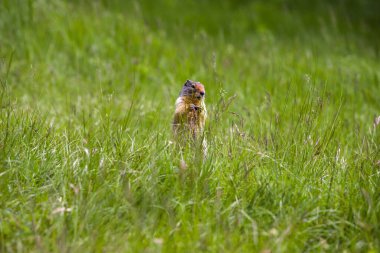 Kolombiya yer sincabı çimlerden dışarı bakıyor. Bir kemirgen Rocky Dağları 'nın çimlerinde otluyor. Vahşi Yaşam Banff, Alberta. Kanada