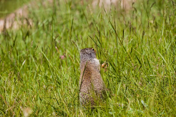 Columbian ground squirrel looks out of the grass. A rodent grazes in the grass of the Rocky Mountains. Wildlife Banff, Alberta. Canada