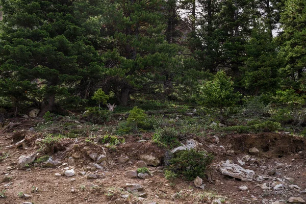 stock image The female bighorn hid in the bushes alone on the mountain slope and is watching. Wildlife habitat, even-toed animals.