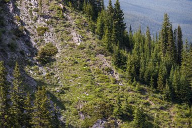 A natural slope on which wild sheep rest in the distance. Mountain wild life
