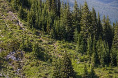 A natural slope on which wild sheep rest in the distance. Mountain wild life