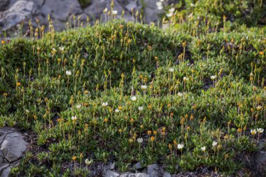 Doğa dağları arka planı - kayalar, bitkiler, çiçekler. Seçici odak