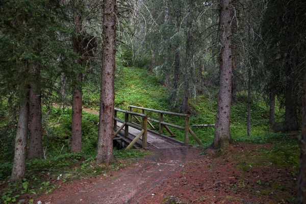 夏天在针叶林中的木桥 加拿大艾伯塔省落基山脉班夫省级公园 — 图库照片