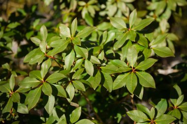 Evergreen bitkileri. Güneşte yeşil yapraklar. Doğa makro arkaplanı