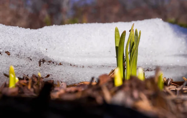 First sprout aspire to the sun that broke through the snow that melts - spring background.