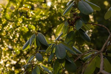 Evergreen bitkileri. Güneşte yeşil yapraklar. Doğa makro arkaplanı