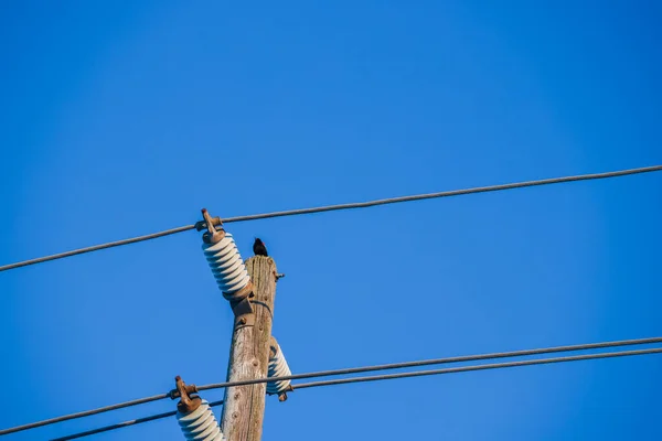 Fågeln Sitter Kraftledning Blå Himmel Bakgrund Selektiv Inriktning — Stockfoto