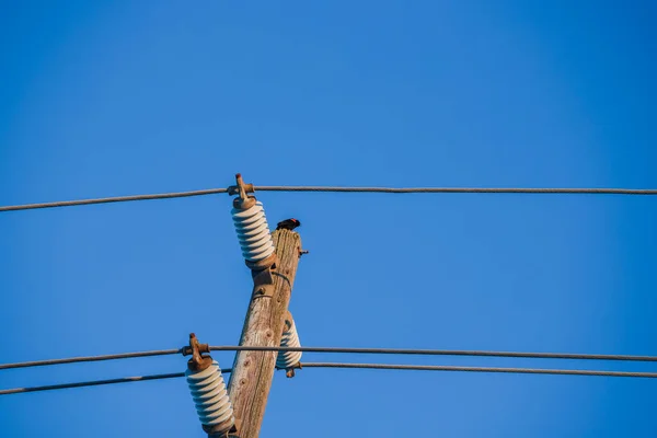 Bird sitting on a power line. Blue sky background. Selective focus.