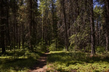  Kozalaklı ormanda patika. Bahar manzarası. Banff Ulusal Parkı, Alberta, Kanada. Yürüyüşçü yolda yürüyor