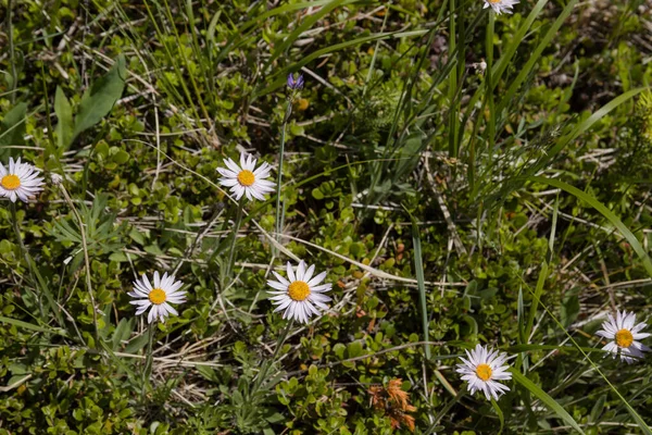 stock image Field of daisies in the summer forest. Selective focus.