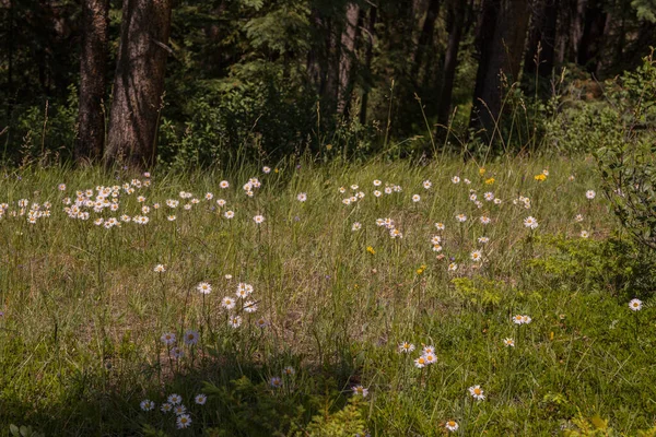 Field Daisies Summer Forest Selective Focus — Stock Photo, Image