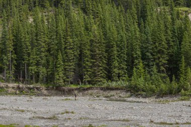 Kanada manzarası - Banff Ulusal Parkı, Alberta - Dağlara, patikalara, kozalaklı ormanlara ve güzel mavi gökyüzüne yaz yolculuğu.