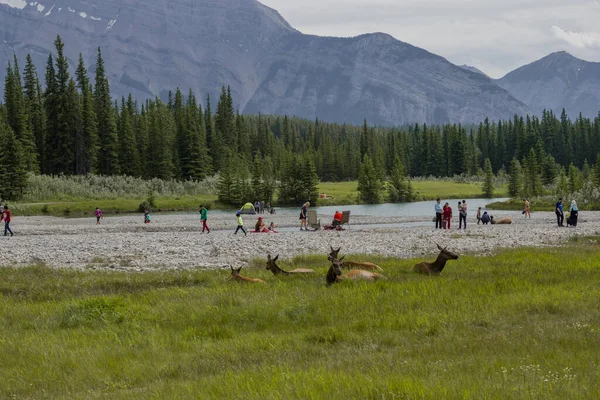 Humans and wild life panorama. Elks and people resting by the river on the grass with a background of coniferous forest and mountains - wildlife, mammals, Banff National Park, Alberta, Canada