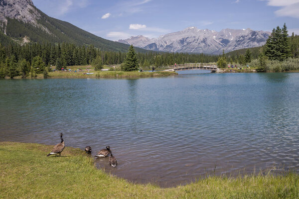 Горное озеро с деревянным мостом. Канадские гуси в Национальном парке Банф, Альберта, Канада