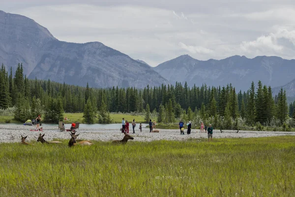 İnsanlar ve vahşi yaşam manzarası. Geyikler ve insanlar çimlerin üzerinde dinleniyor. Arka planda kozalaklı orman ve dağlar var. Vahşi yaşam, memeliler, Banff Ulusal Parkı, Alberta, Kanada.