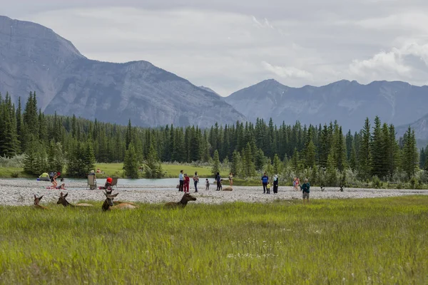 Humans and wild life panorama. Elks and people resting by the river on the grass with a background of coniferous forest and mountains - wildlife, mammals, Banff National Park, Alberta, Canada