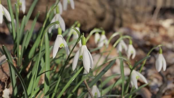 Snowdrops Macro Forest Natural Spring Background Copyspace Nature Wakes Winter — Stock Video