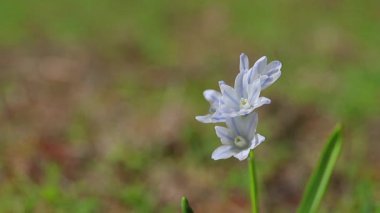 Bahar çiçekleri arka planında - Puschkinia scilloides ormanda tek başına çiçek açar. Sürdürülebilir gelişme. Güneşli bir gün, makro, seçici odaklanma, bokeh