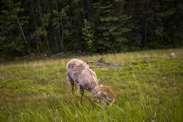 Górski Bighorn Owce Pasą Się Wzdłuż Drogi Podczas Formowania Rodzina — Zdjęcie stockowe