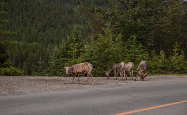 Dağ koyunları tüy dökerken yol boyunca otlar. Rocky Dağı, Alberta, Kanada 'da çift ayaklı bir aile.