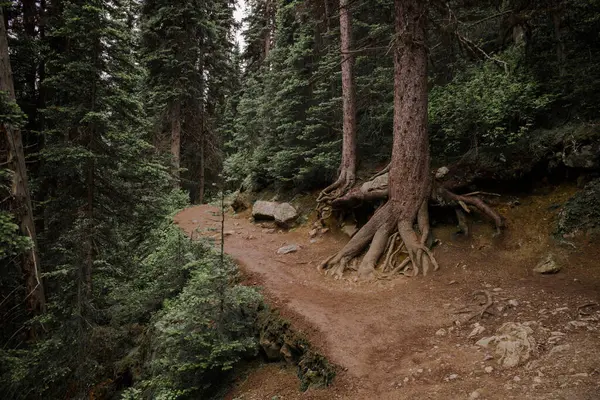 在落基山脉森林里的山路上 有树木和砂岩悬崖 加拿大艾伯塔省路易湖 戏剧化色彩 — 图库照片
