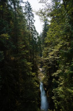 Ormanda akan dağ deresi temiz bir dağ nehri yüksek ağaçlarla çevrili bir vadide akar. Doğal arka plan. Seyahat ve turizm konsepti imajı, seçici odak.