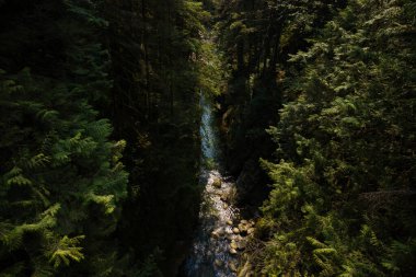 Ormanda akan dağ deresi temiz bir dağ nehri yüksek ağaçlarla çevrili bir vadide akar. Doğal arka plan. Seyahat ve turizm konsepti imajı, seçici odak.