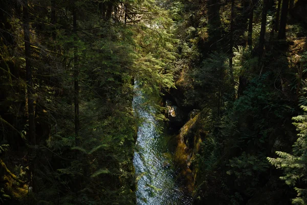 一条清澈的山河流淌在高树环绕的峡谷中 自然背景 旅行和旅游概念形象 选择性重点 — 图库照片