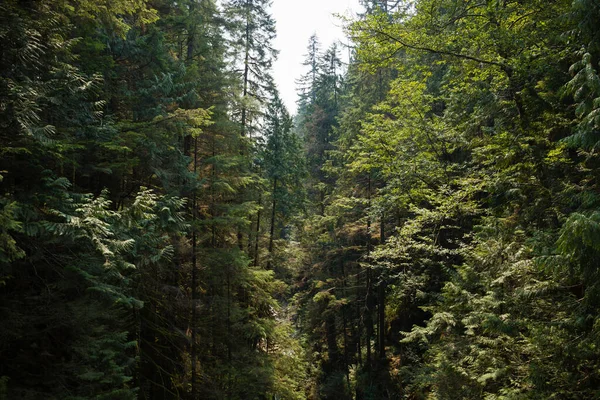 Desfiladeiro Cercado Por Árvores Altas Uma Montanha Fundo Natural Imagem — Fotografia de Stock