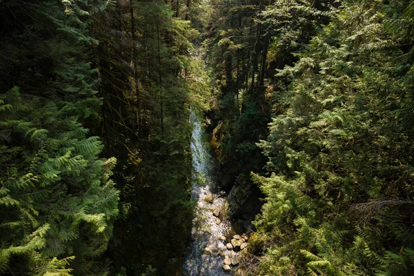 Mountain stream flowing through the forest A clean mountain river flows in a gorge surrounded by tall trees. Natural background. Travel and tourism concept image, selective focus.