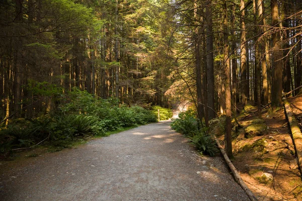 森林里的小路和蕨类 阳光明媚的夏日 在针叶林清澈的路上 在落基山脉的森林里远足 旅行和旅游概念形象 选择性重点 — 图库照片
