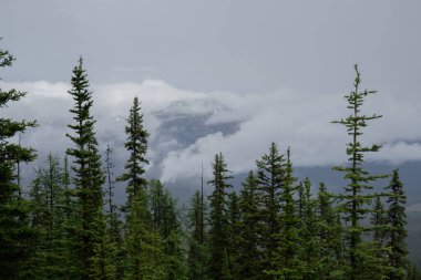 Yağmurdan sonra dağlarda sis - Alberta 'daki güzel Rocky Dağları. Turizm - yürüyüş, dinlenme ve iyileşme. Kozalaklı orman