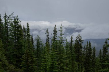 Yağmurdan sonra dağlarda sis - Alberta 'daki güzel Rocky Dağları. Turizm - yürüyüş, dinlenme ve iyileşme. Kozalaklı orman