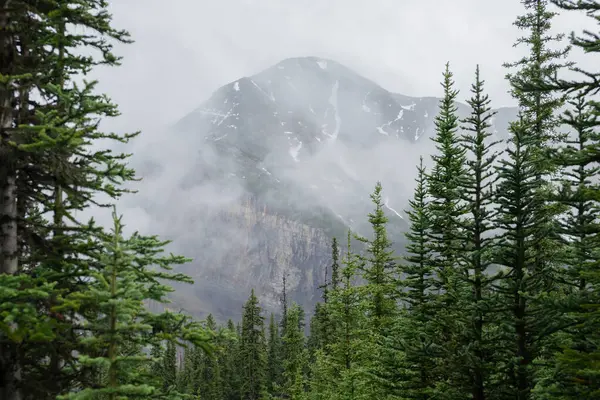 Nebelschwaden Den Bergen Nach Regen Die Schönen Rocky Mountains Alberta — Stockfoto
