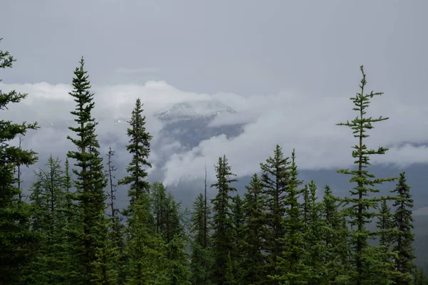 Nebelschwaden Den Bergen Nach Regen Die Schönen Rocky Mountains Alberta — Stockfoto
