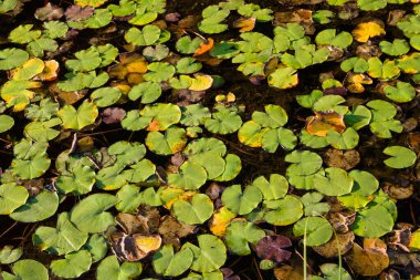 Nilüfer çiçekleri sonbaharda göletin yüzeyinde yapraklanır..