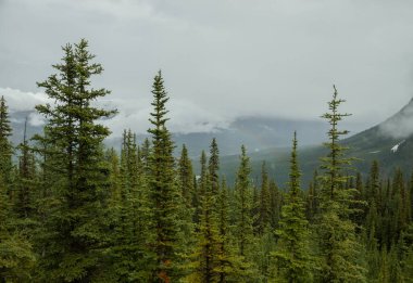 Yağmurdan sonra dağlarda sis - Alberta 'daki güzel Rocky Dağları. Turizm - yürüyüş, dinlenme ve iyileşme. Kozalaklı orman