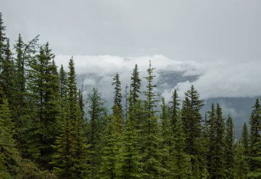 Yağmurdan sonra dağlarda sis - Alberta 'daki güzel Rocky Dağları. Turizm - yürüyüş, dinlenme ve iyileşme. Kozalaklı orman