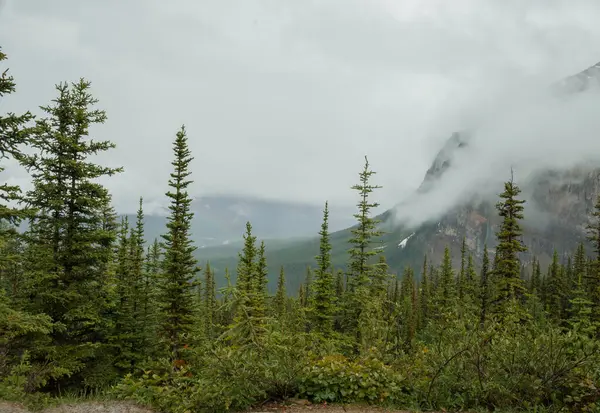 Mist in the mountains after rain - the beautiful Rocky Mountains in Alberta. Tourism - hiking, rest and recovery. Coniferous forest